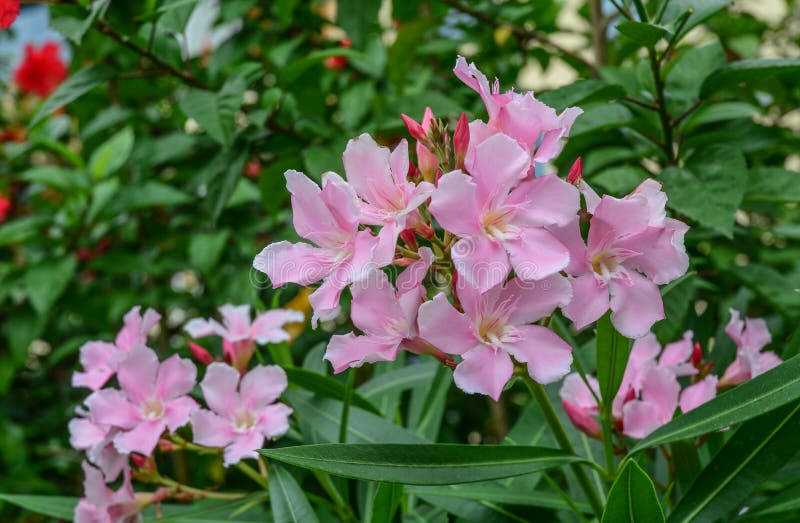 Nerium oleander flowers blooming at sunny day. Oleander is one of the most poisonous commonly grown garden plants. Nerium oleander flowers blooming at sunny day. Oleander is one of the most poisonous commonly grown garden plants